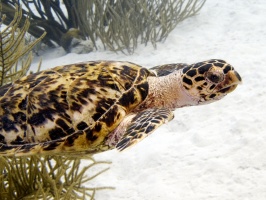 IMG 3614 Hawksbill Sea Turtle